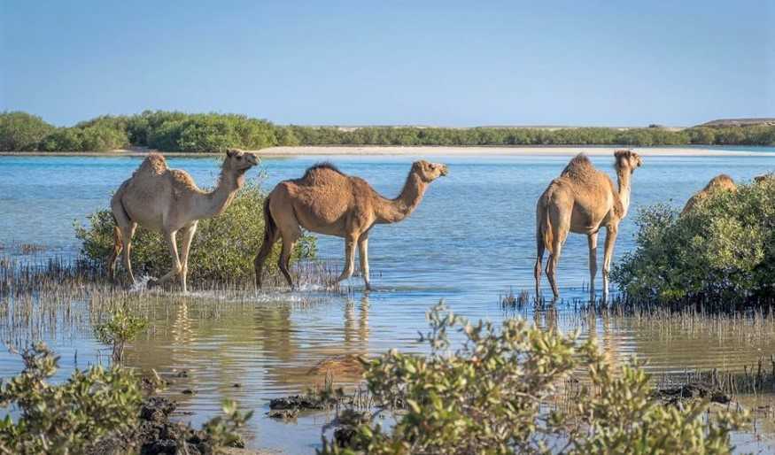 Flora und Fauna Ägyptens