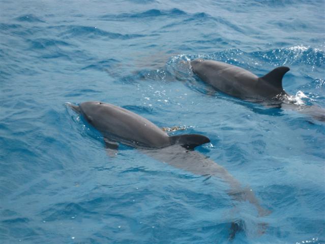 Schnorchelausflug von Hurghada