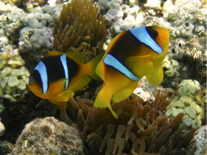 Schnorchelausflug von Hurghada